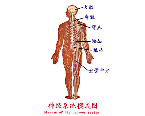 神经系统模式图 神经系统模式图