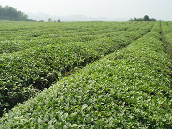 汀溪兰香茶园 汀溪兰香茶园