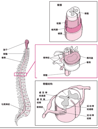 脊柱的结构 脊柱的结构