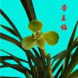 帝王梅 帝王梅