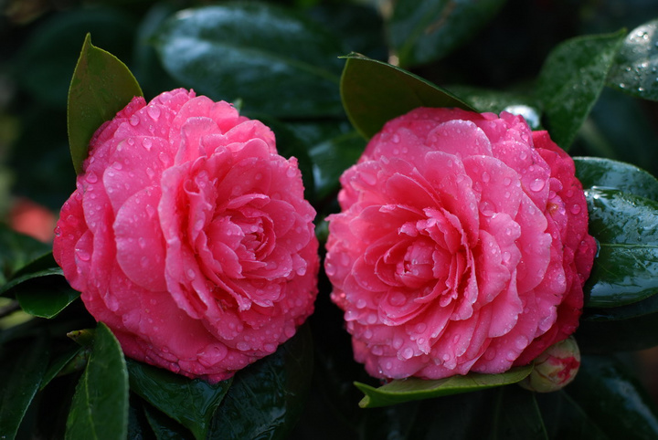 山茶花 山茶花