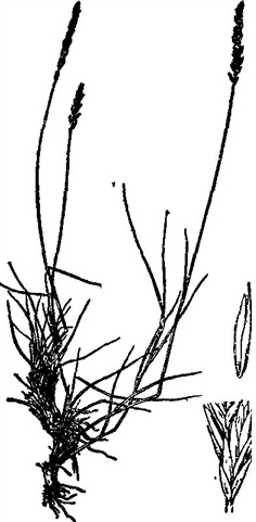 沙芦草 Agropyron mongolicum 沙芦草 Agropyron mongolicum