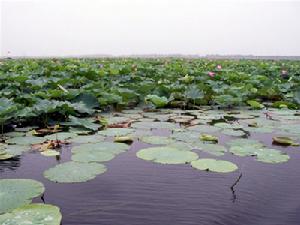 严西湖湿地生态园 严西湖湿地生态园