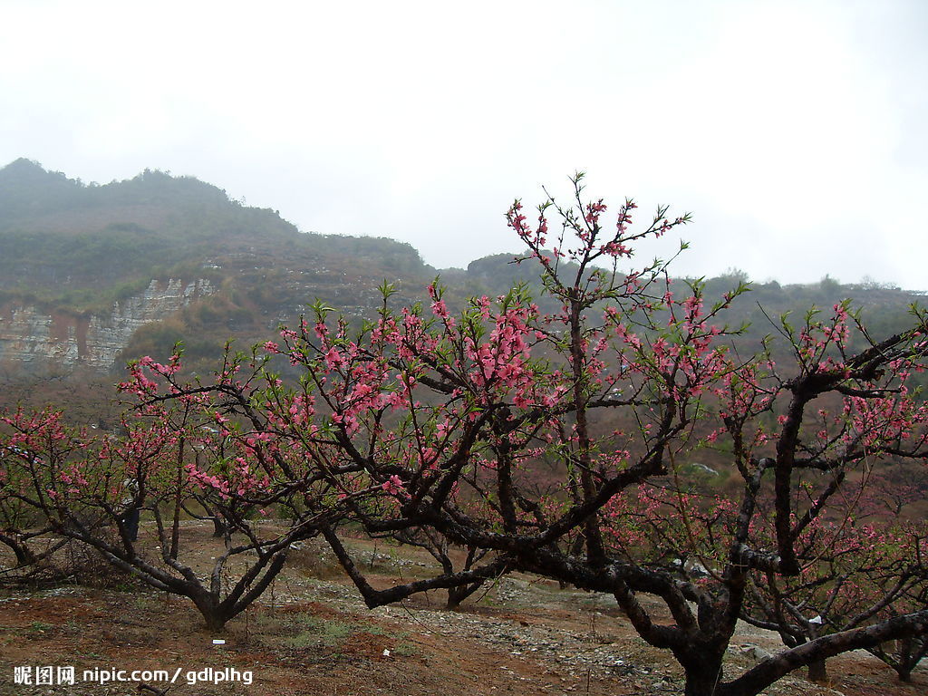 桃花山 桃花山
