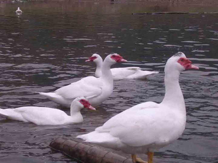 阳新番鸭 阳新番鸭