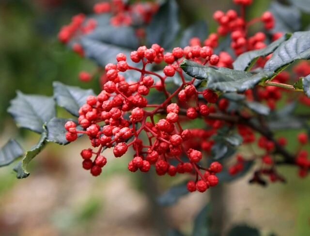 茂县花椒 茂县花椒
