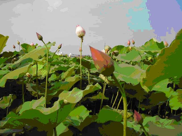花石镇(湖南省湘潭县下辖镇) 花石镇(湖南省湘潭县下辖镇)
