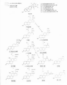 类固醇激素 类固醇激素