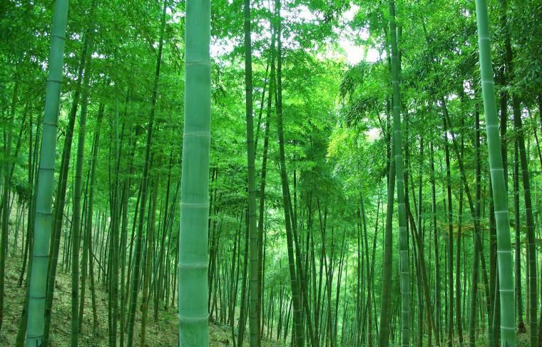竹(唐朝李峤所着诗歌) 竹(唐朝李峤所着诗歌)