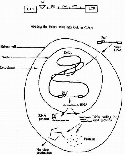 基因治疗(医学术语) 基因治疗(医学术语)