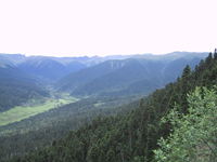 色季拉山林海 色季拉山林海