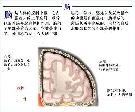 大脑解剖图 大脑解剖图
