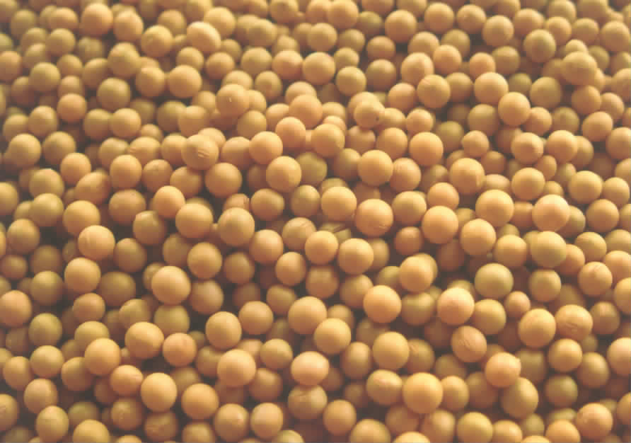 大豆 大豆