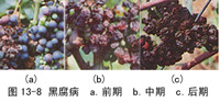 葡萄(葡萄属植物) 葡萄(葡萄属植物)