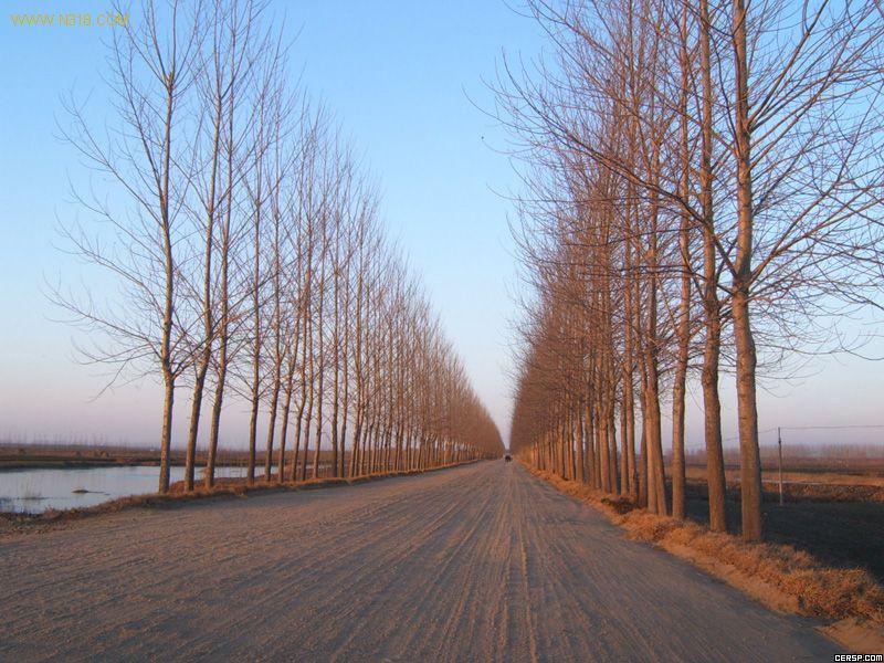 钻天杨 钻天杨