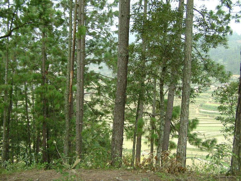 山林 山林