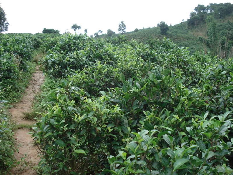 生态茶园 生态茶园