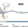 神经科学(生物学机制) 神经科学(生物学机制)