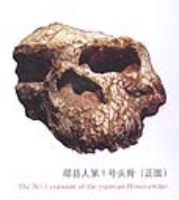 湖北郧县人头骨化石 湖北郧县人头骨化石