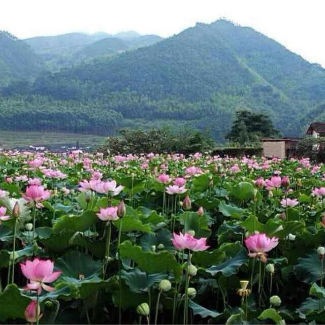 上界村(福建省漳平市拱桥镇) 上界村(福建省漳平市拱桥镇)
