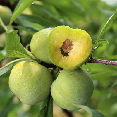 茂县李 茂县李
