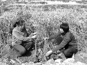 章缝镇 章缝镇