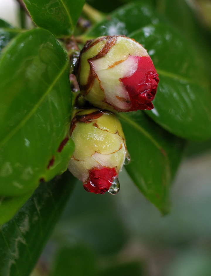 山茶花 山茶花