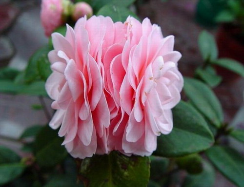 山茶花 山茶花