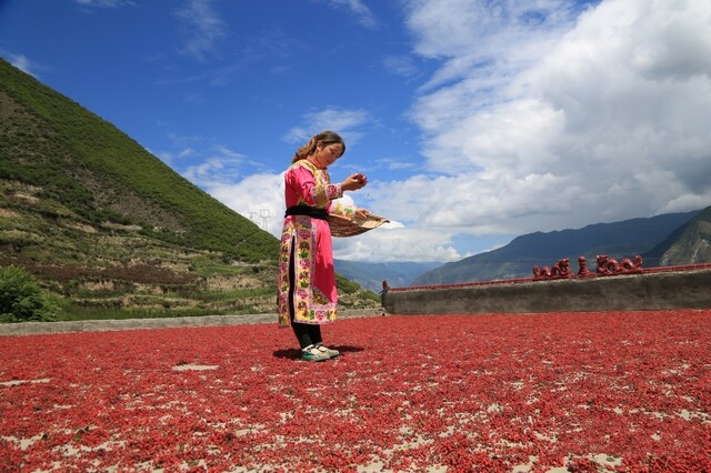 茂县花椒 茂县花椒