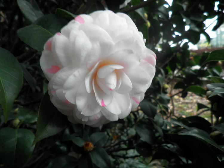 山茶花 山茶花