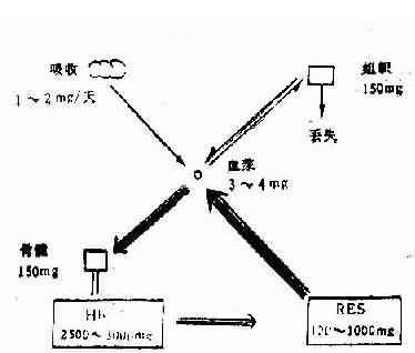 遗传性椭圆形红细胞增多症 遗传性椭圆形红细胞增多症