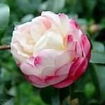 山茶花 山茶花