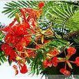 花楹花 花楹花