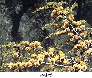金钱松 金钱松
