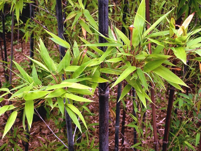 竹类植物-紫竹 竹类植物-紫竹