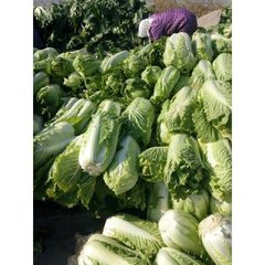 天津大白菜 天津大白菜