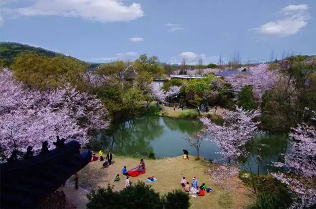 浔龙河樱花谷 浔龙河樱花谷