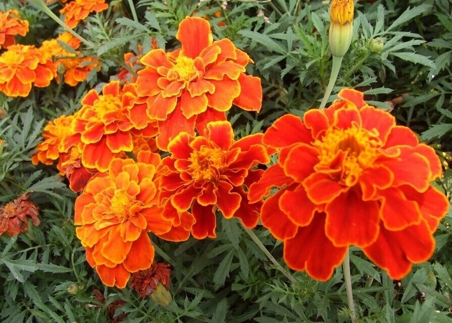 孔雀草(菊科、万寿菊属植物) 孔雀草(菊科、万寿菊属植物)