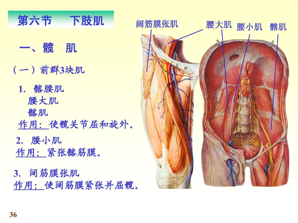 下肢肌 下肢肌