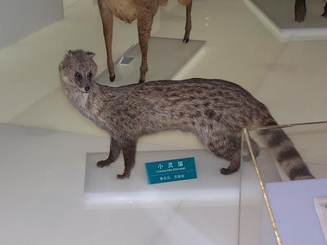 灵猫(哺乳纲食肉目动物) 灵猫(哺乳纲食肉目动物)