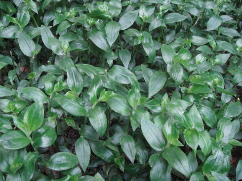 竹叶菜(竹叶菜) 竹叶菜(竹叶菜)