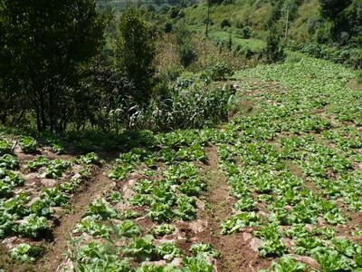 山地蔬菜 山地蔬菜