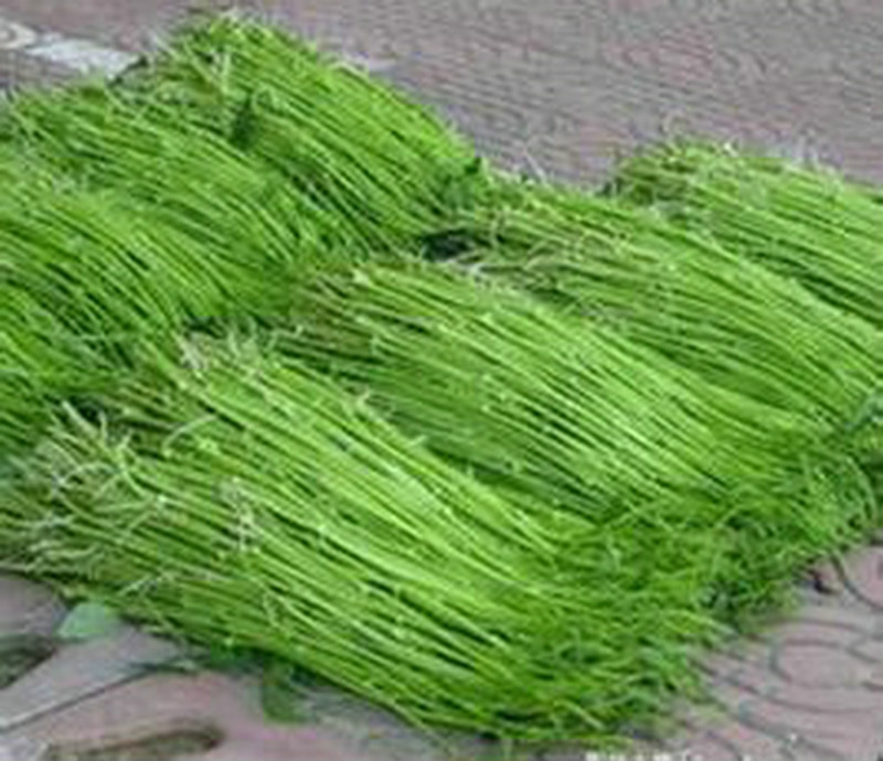 子雍菜 子雍菜