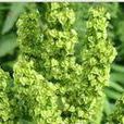 牛舌头(牛舌头) 牛舌头(牛舌头)