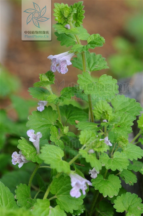 金钱薄荷(唇形科植物活血丹异名) 金钱薄荷(唇形科植物活血丹异名)