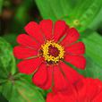 百日菊(百日草(桔梗目菊科植物)) 百日菊(百日草(桔梗目菊科植物))
