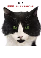 爱猫之城