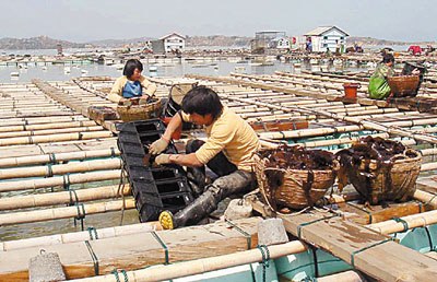 图2 南日岛鲍鱼养殖场 图2 南日岛鲍鱼养殖场