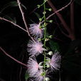 玉蕊 玉蕊