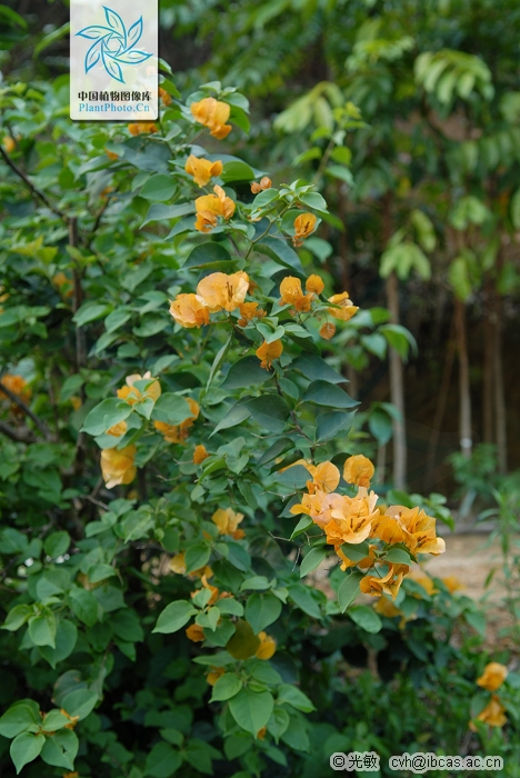 叶子花 叶子花